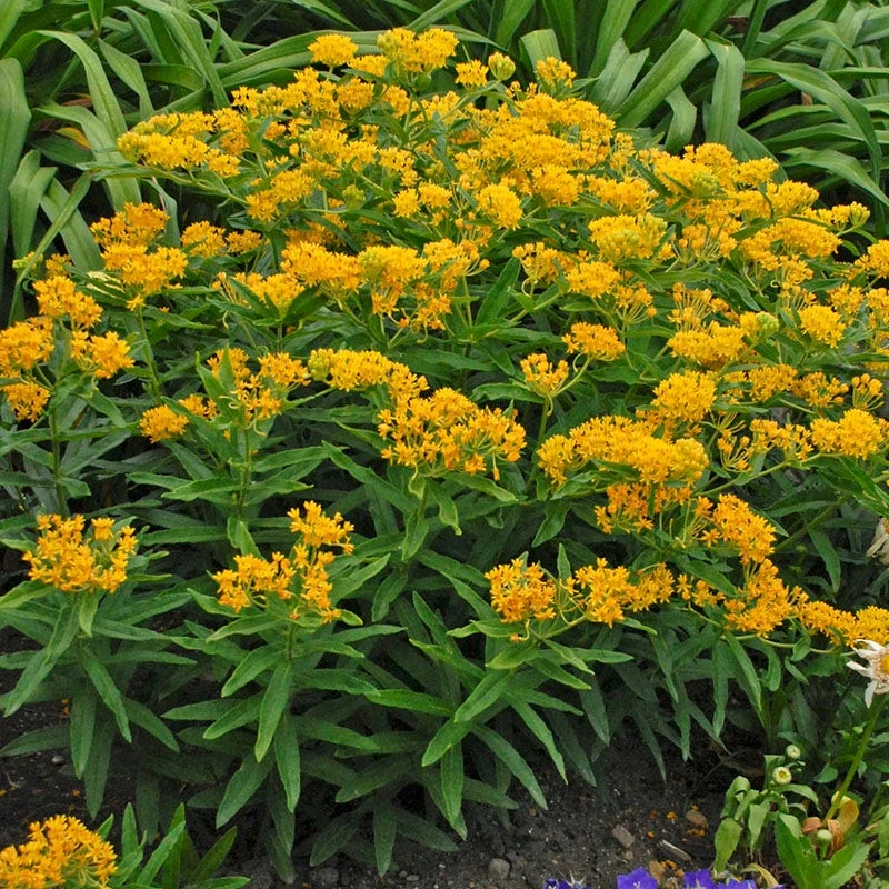 Hello Yellow Butterfly Weed 6 Hello Yellow Butterfly Weed - Image 4