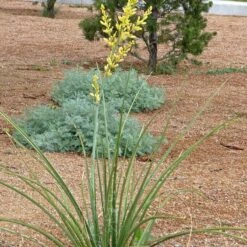 Yellow Flowering Texas Yucca (Hesperaloe) -BloomNest Shop hesperaloe parviflora yellow plant and flower
