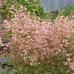 Weston Pink Coral Bells -BloomNest Shop heuchera weston pink coral bells