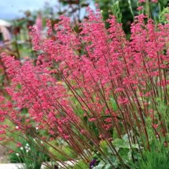 Dwarf Coral Bells