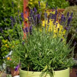 Hidcote Superior English Lavender -BloomNest Shop hidcote superior english lavender pot