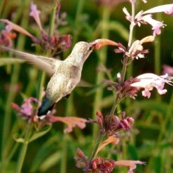 Agastache Rupestris -BloomNest Shop hummingbird agastache rupestris robert latham ca 2 1 4