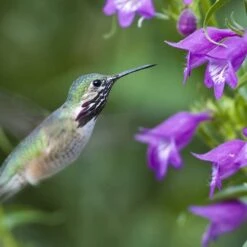 Pike's Peak Purple® Penstemon -BloomNest Shop hummingbird penstemon pikes peak 75797p