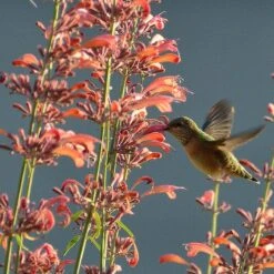 Agastache Rupestris -BloomNest Shop hummingbirdandagastache rupestris