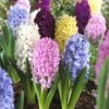 Easter Joy Hyacinth Mix -BloomNest Shop hyacinth easter joy mix garden flowers