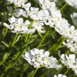 Purity Dwarf Candytuft (Iberis) -BloomNest Shop iberis sempervirens purity dwarf candytuft 59555 1 1