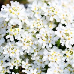 Front Page -BloomNest Shop iberis sempervirens purity dwarf candytuft 59555 4 1