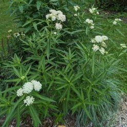 Ice Ballet Swamp Milkweed 13 Ice Ballet Swamp Milkweed -BloomNest Shop ice ballet 4
