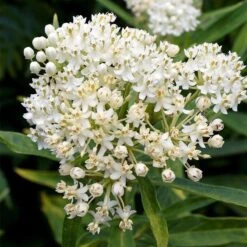 Ice Ballet Swamp Milkweed 12 Ice Ballet Swamp Milkweed -BloomNest Shop ice ballet milkweed asclepias in