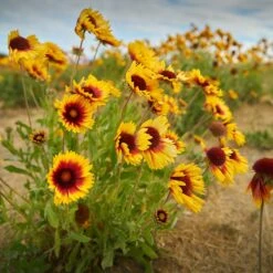 Dry Area Wildflower Seed Mix 11 Dry Area Wildflower Seed Mix -BloomNest Shop indian blanket flower