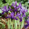 George Specie Iris (Mini Iris) -BloomNest Shop iris histroides george 1
