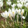 Joan Of Arc Dutch Crocus 1 Joan Of Arc Dutch Crocus -BloomNest Shop joan of arc crocus white 1103171546 cropped