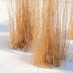 Karl Foerster Feather Reed Grass -BloomNest Shop karl foerster feather reed grass winter