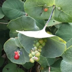 Kintzley's Ghost® Honeysuckle Vine 8 Kintzley's Ghost® Honeysuckle Vine -BloomNest Shop kintzkeys ghost honeysucke 2