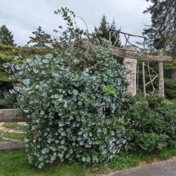 Kintzley's Ghost® Honeysuckle Vine 9 Kintzley's Ghost® Honeysuckle Vine -BloomNest Shop kintzkeys ghost honeysucke 3