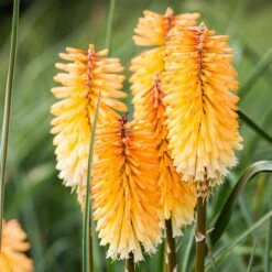 Dwarf Red Hot Poker -BloomNest Shop kniphofia triangularis dwarf red hot poker