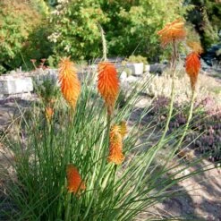 Dwarf Red Hot Poker -BloomNest Shop kniphofia trangularis mike daavy