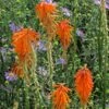 Dwarf Red Hot Poker -BloomNest Shop kniphofia triangularis biennial aster