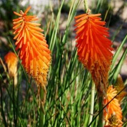 Dwarf Red Hot Poker -BloomNest Shop kniphofia triangularis mike davvy