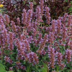 Kudos™ Silver Blue Agastache 7 Kudos™ Silver Blue Agastache -BloomNest Shop kudos silver blue agastache 3