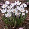 Lady Killer Snow Crocus -BloomNest Shop lady killer snow crocus