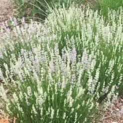 FlowerKisser® Delft Blue & White English Lavender 10 FlowerKisser® Delft Blue & White English Lavender -BloomNest Shop lavandula angustifolia flowerkisser delft blue and white flowers