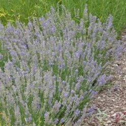 FlowerKisser® Delft Blue & White English Lavender 11 FlowerKisser® Delft Blue & White English Lavender -BloomNest Shop lavandula angustifolia flowerkisser delft blue and white whole plant garden