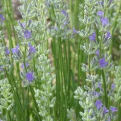 FlowerKisser® Delft Blue & White English Lavender 8 FlowerKisser® Delft Blue & White English Lavender -BloomNest Shop lavandula angustifolia flowerkisser delft blue flower