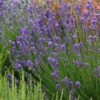 Munstead Violet English Lavender 1 Munstead Violet English Lavender -BloomNest Shop lavandula angustifolia munstead violet 1 1