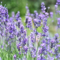 Vera English Lavender 9 Vera English Lavender -BloomNest Shop lavandula angustifolia vera