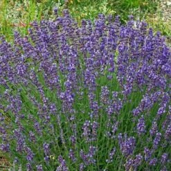 Vera English Lavender 8 Vera English Lavender -BloomNest Shop lavandula angustifolia vera cc 1