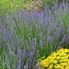 Vera English Lavender -BloomNest Shop lavandula angustifolia vera eriogonum umbellatum proliferum cropped cc 1