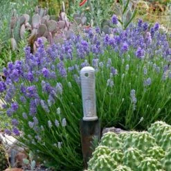 Wee One Dwarf English Lavender 9 Wee One Dwarf English Lavender -BloomNest Shop lavandula angustifolia wee one with trowel for size cc 1