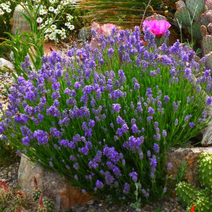 Wee One Dwarf English Lavender 4 Wee One Dwarf English Lavender - Image 2
