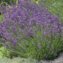 Buena Vista English Lavender 7 Buena Vista English Lavender -BloomNest Shop lavandula buena vista lavender garden 2