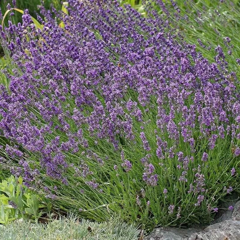 Buena Vista English Lavender 5 Buena Vista English Lavender - Image 3