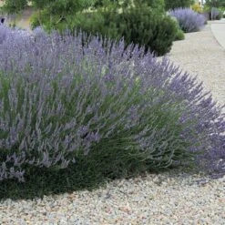 Grosso French Lavender -BloomNest Shop lavandula grosso 63152 web 3 1 1