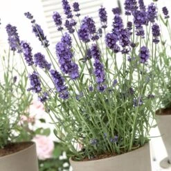 Hidcote Blue English Lavender 7 Hidcote Blue English Lavender -BloomNest Shop lavandula hidcote lavender pot 1