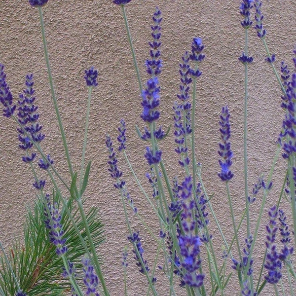 Gros Bleu French Lavender 5 Gros Bleu French Lavender - Image 3