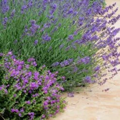 Dark Violet Skullcap (Scutellaria) -BloomNest Shop lavandula pastor pride scutellaria violet cloud