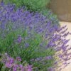 Pastor's Pride English Lavender 1 Pastor's Pride English Lavender -BloomNest Shop lavandula pastors pride lavender 1 2