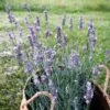 Sensational!â„¢ Lavender 1 Sensational!â„¢ Lavender -BloomNest Shop lavandula sensational lavender
