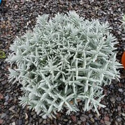 Sensational!™ Lavender 8 Sensational!™ Lavender -BloomNest Shop lavandula sensational 1