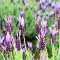 Purple Ribbon Spanish Lavender 7 Purple Ribbon Spanish Lavender -BloomNest Shop lavandula stoechas purple ribbon spanish lavender flowers 1