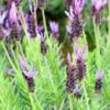 Purple Ribbon Spanish Lavender -BloomNest Shop lavandula stoechas purple ribbon spanish lavendr