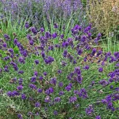 FlowerKisser® After Midnight English Lavender -BloomNest Shop lavandula angustifolia after midnight whole plant cropped 1