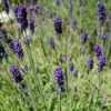 Hidcote Blue English Lavender -BloomNest Shop lavandula angustifolia hidcote blue lavender enlgish blue cropped