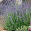 Gros Bleu French Lavender -BloomNest Shop lavandula intermedia 63156 1 web 5