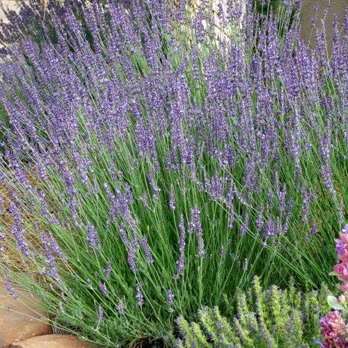 Gros Bleu French Lavender 3 Gros Bleu French Lavender