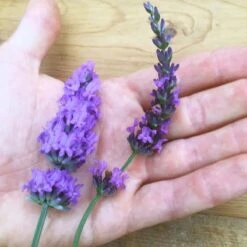 Sensational!™ Lavender 9 Sensational!™ Lavender -BloomNest Shop lavender phenomenal flower hand